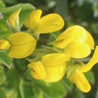 Crotalaria beddomeana Thoth. & A.A.Ansari